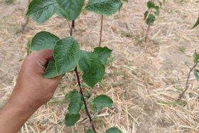 网上买的假树苗，网上买的假树苗怎么赔偿