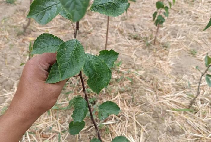 网上买的假树苗，网上买的假树苗怎么赔偿