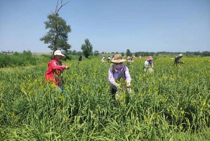 电商加入对大同云州区黄花菜产业的影响，大同云州区黄花菜