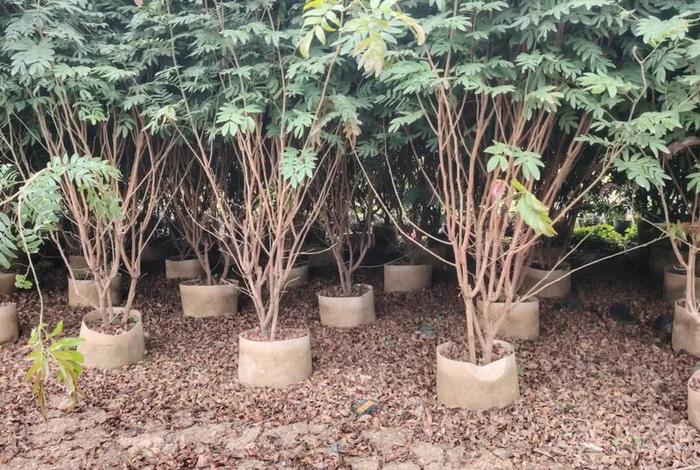 买了假苗木去哪投诉;买了假苗木去哪投诉最有效 买了假苗木去哪投诉;买了假苗木去哪投诉最有效