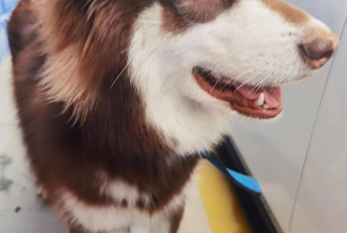 哈士奇电商app下载(哈士奇电商app下载官网) 哈士奇电商app下载(哈士奇电商app下载官网)