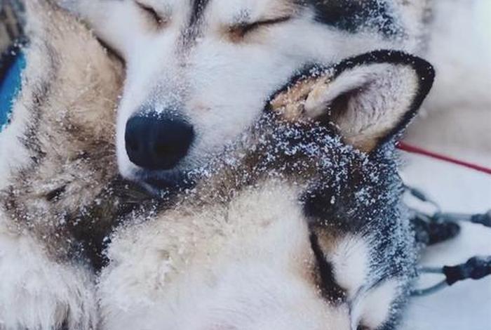 哈士奇电商工具下载、哈士奇电商工具下载安装 哈士奇电商工具下载、哈士奇电商工具下载安装