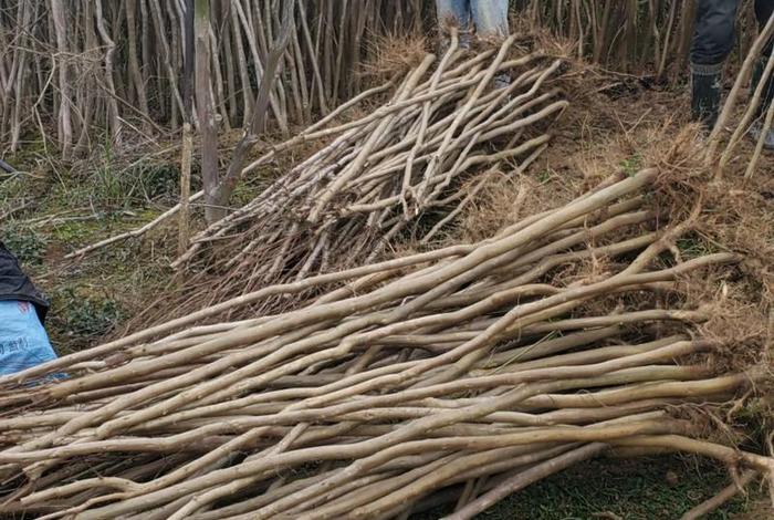 网上买到假树苗(网上买到假树苗种植2年了,这种官司好打吗) 网上买到假树苗(网上买到假树苗种植2年了,这种官司好打吗)