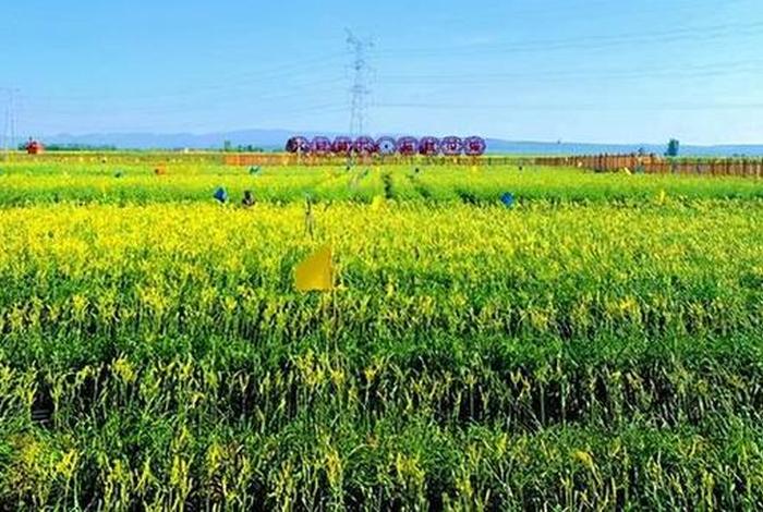 电商加入对大同云州区黄花菜产业的影响，大同云州区黄花菜