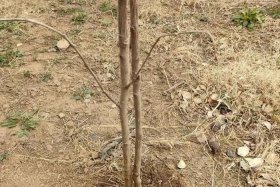 揭秘电商平台假苗木陷阱、假苗木基地