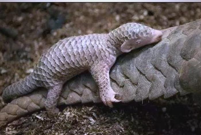 电商联盟商品;电商联盟商品运营 穿山甲 电商联盟商品;电商联盟商品运营 穿山甲