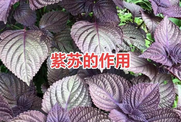 紫叶电商做什么的 - 紫叶电商做什么的啊