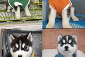 哈士奇插件mac，哈士奇插件mac可以用吗