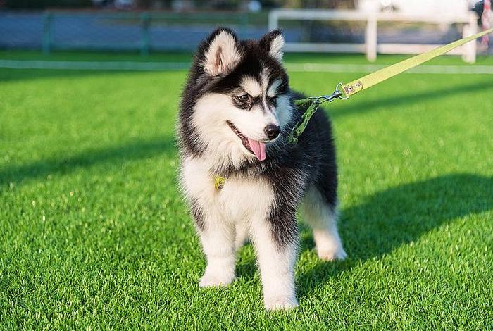 哈士奇电商插件怎么批量上货 哈士奇电商插件怎么批量上货的 哈士奇电商插件怎么批量上货 哈士奇电商插件怎么批量上货的