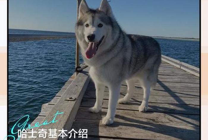 哈士奇软件官网手机版下载,哈士奇软件官网手机版下载安装 哈士奇软件官网手机版下载,哈士奇软件官网手机版下载安装