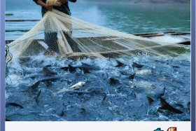 大鱼塘接单平台、超级大鱼塘接单平台