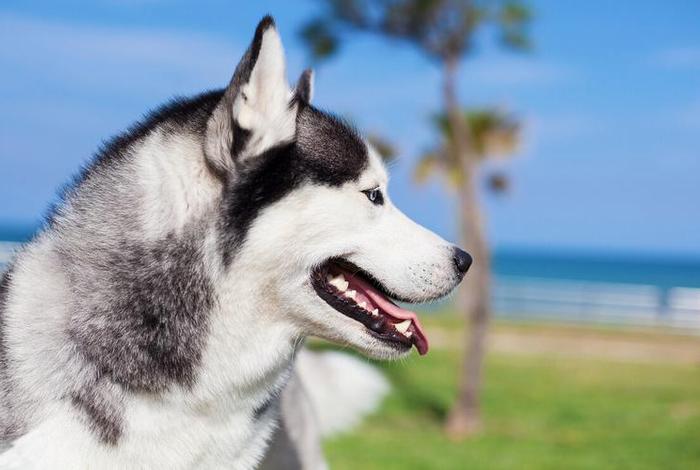 哈士奇电商插件下载官网地址;哈士奇助手官方下载 哈士奇电商插件下载官网地址;哈士奇助手官方下载