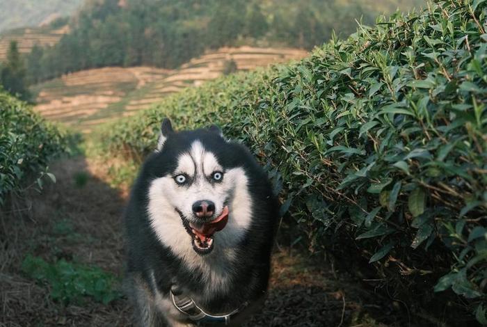 哈士奇助手 哈士奇助手官方下载 哈士奇助手 哈士奇助手官方下载