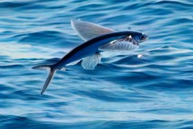 飞鱼电脑版下载官方、飞鱼电脑版下载官方网站