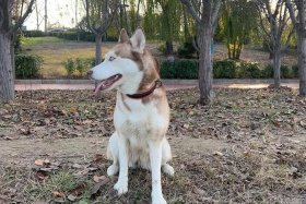 哈士奇电商插件下载教程，哈士奇电商插件下载教程手机版