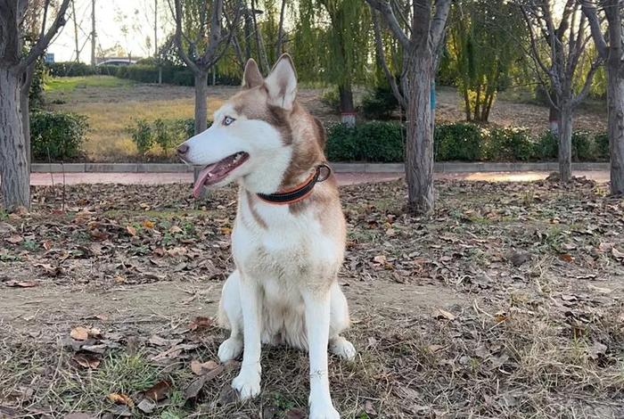 哈士奇电商插件下载教程,哈士奇电商插件下载教程手机版 哈士奇电商插件下载教程,哈士奇电商插件下载教程手机版