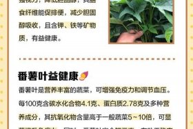 新手怎么学做电商番薯叶打狗耳什么原因、请问番薯叶怎么做