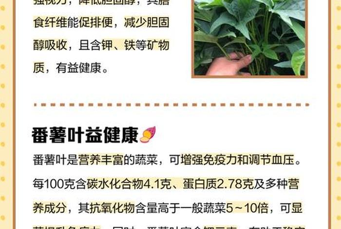 新手怎么学做电商番薯叶打狗耳什么原因、请问番薯叶怎么做 新手怎么学做电商番薯叶打狗耳什么原因、请问番薯叶怎么做