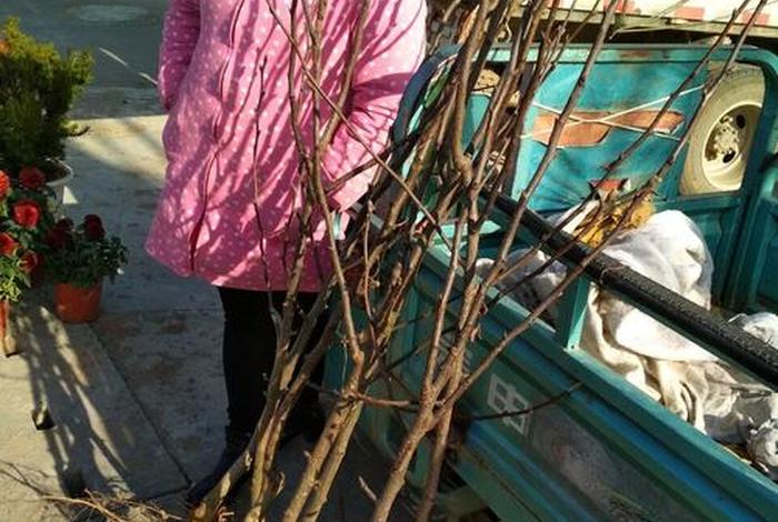 网上买到假树苗打官司败诉 网上来买到假树苗怎么处理 网上买到假树苗打官司败诉 网上来买到假树苗怎么处理