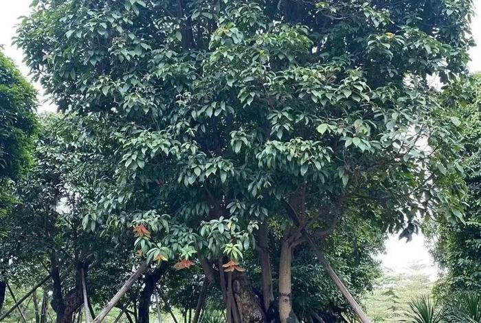 网上卖假树苗;网上卖假树苗是真的吗 网上卖假树苗;网上卖假树苗是真的吗