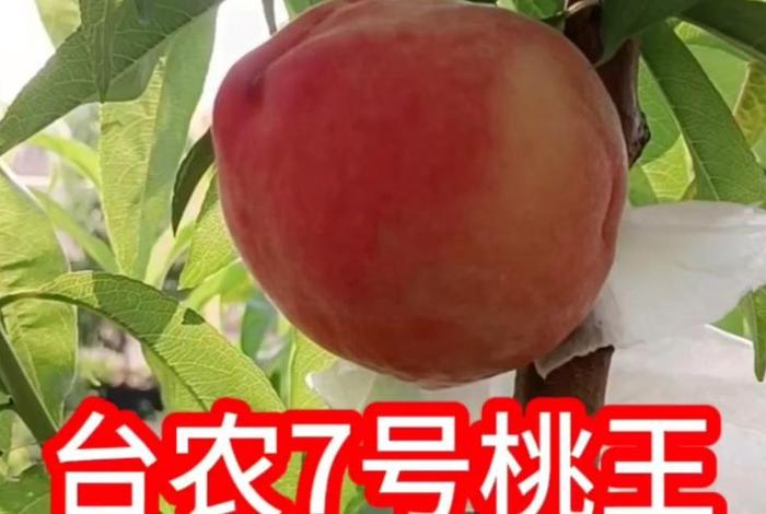 桃子平台是什么 - 桃子是什么账号