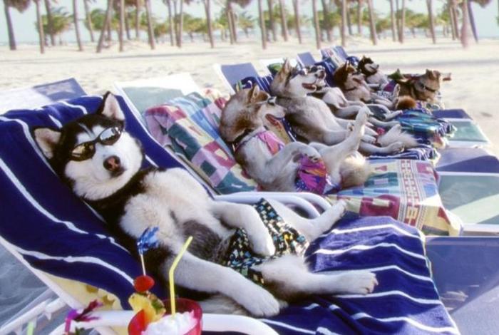 哈士奇店群插件,哈士奇搜图插件 哈士奇店群插件,哈士奇搜图插件