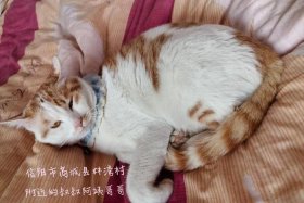 猫商城 - 猫商城是什么行业
