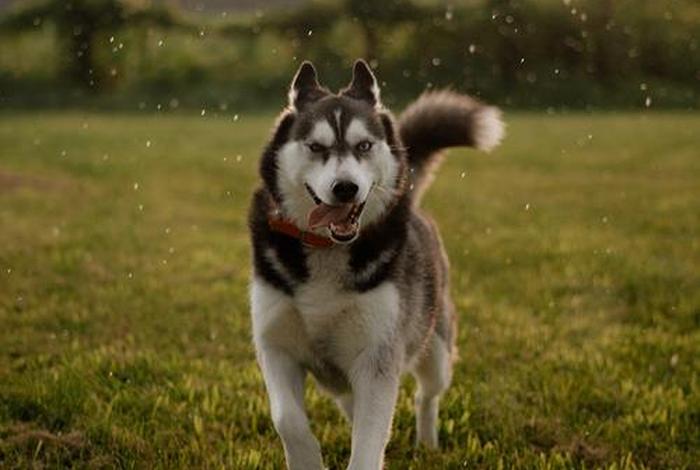 哈士奇电商插件下载官网哈士奇官方正版 哈士奇插件手机版 哈士奇电商插件下载官网哈士奇官方正版 哈士奇插件手机版