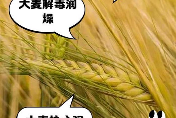 大麦电商是正规公司吗，大麦电商是正规公司吗安全吗