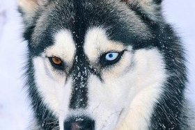 哈士奇插件怎么安装（哈士奇插件怎么安装到手机ios）