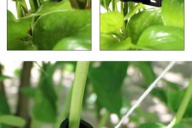 亚马逊做跨境电商有卖吊秧夹子的吗（亚马逊跨境电商卖吊床）