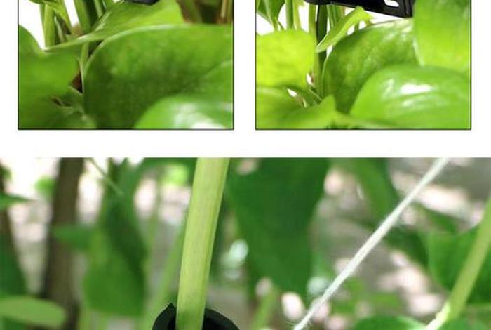 亚马逊做跨境电商有卖吊秧夹子的吗(亚马逊跨境电商卖吊床) 亚马逊做跨境电商有卖吊秧夹子的吗(亚马逊跨境电商卖吊床)