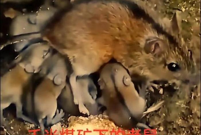 电商平台矿箱内有老鼠 矿里的老鼠 电商平台矿箱内有老鼠 矿里的老鼠