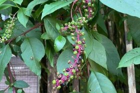 商花是什么 商陆花的花语是什么