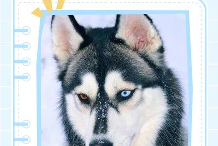 哈士奇电商插件下载官网 - 哈士奇电商插件下载官网手机版 哈士奇电商插件下载官网 - 哈士奇电商插件下载官网手机版