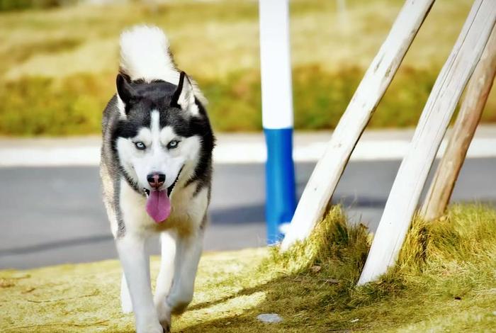 哈士奇电商插件官网下载安装 哈士奇助手官方下载 哈士奇电商插件官网下载安装 哈士奇助手官方下载