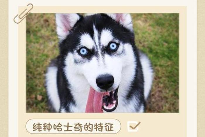 哈士奇电商插件官网 - 哈士奇电商插件官网下载 哈士奇电商插件官网 - 哈士奇电商插件官网下载