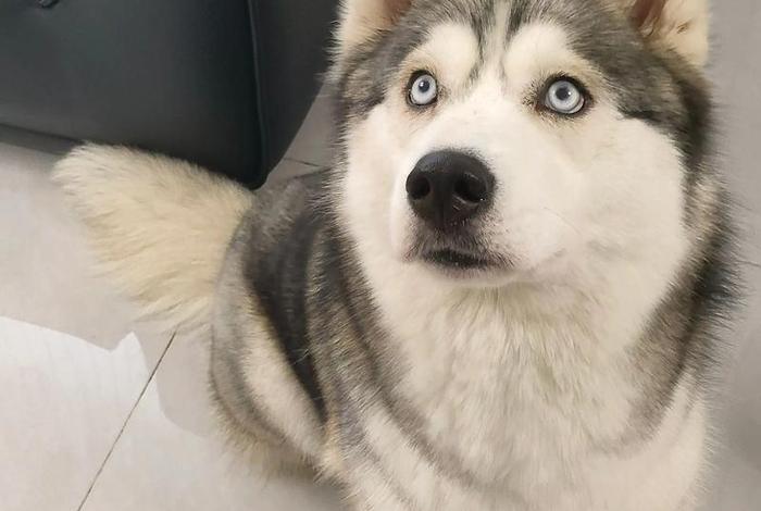 电商插件下载哈士奇，电商插件下载哈士奇视频