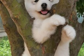 抖音哈士奇插件在哪下载，抖音哈士奇插件在哪下载的