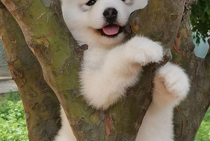 抖音哈士奇插件在哪下载,抖音哈士奇插件在哪下载的 抖音哈士奇插件在哪下载,抖音哈士奇插件在哪下载的