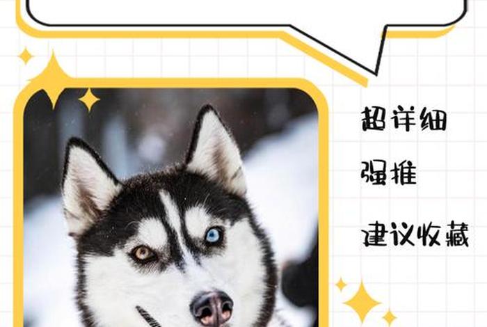 哈士奇插件还能用吗、哈士奇插件还能用吗怎么用 哈士奇插件还能用吗、哈士奇插件还能用吗怎么用