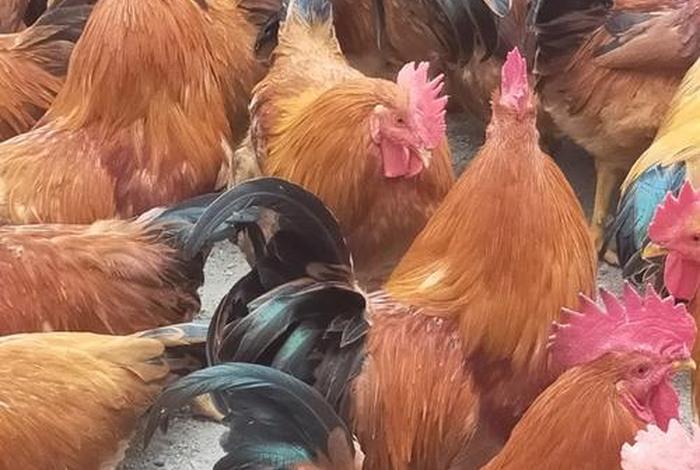 活鸡怎么做电商生意;活鸡怎么做电商生意好 活鸡怎么做电商生意;活鸡怎么做电商生意好