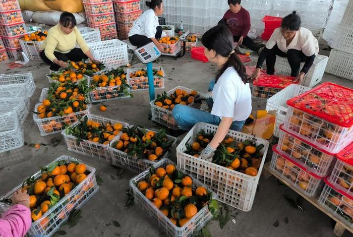凉山电商 四川凉山州的农村电商 凉山电商 四川凉山州的农村电商
