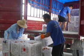 桃子电商运营直播、桃子电商运营直播视频