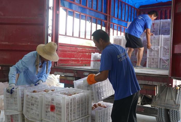 桃子电商运营直播、桃子电商运营直播视频 桃子电商运营直播、桃子电商运营直播视频