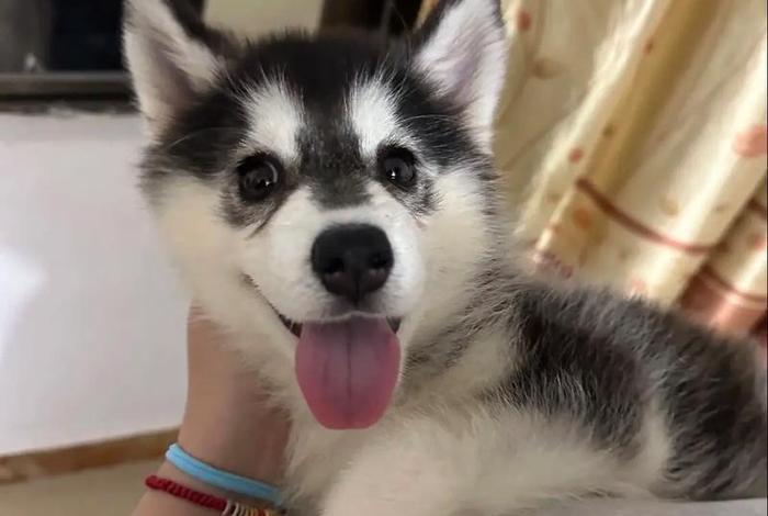 哈士奇插件手机版下载安装,哈士奇插件手机版下载安装最新版 哈士奇插件手机版下载安装,哈士奇插件手机版下载安装最新版