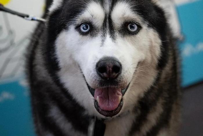 哈士奇网络科技有限公司,哈士奇网络科技有限公司是干嘛的 哈士奇网络科技有限公司,哈士奇网络科技有限公司是干嘛的