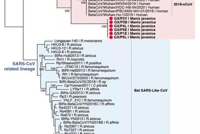 100个电脑病毒样本下载蓝奏云(电脑病毒样本下载网站) 100个电脑病毒样本下载蓝奏云(电脑病毒样本下载网站)