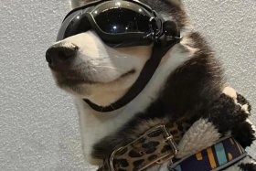 哈士奇电商插件手机版 - 哈士奇电商插件手机版下载