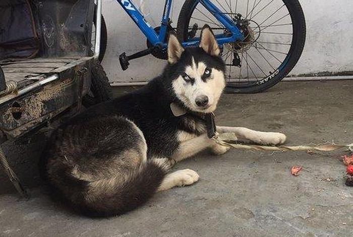 哈士奇电商插件损坏;哈士奇电商插件损坏怎么办 哈士奇电商插件损坏;哈士奇电商插件损坏怎么办